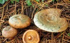 Lactarius deliciosus﻿ Rotkieferpilz Korn trocken Myzel 10,30g Ukraine 173