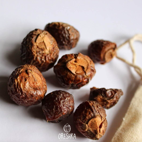 Soapnut Seeds 5 PCS - Organic Wild Harvested Sapindus Mukorossi - Picture 4 of 8