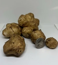 Organic Jerusalem artichoke Tubers 8oz . Plant Now