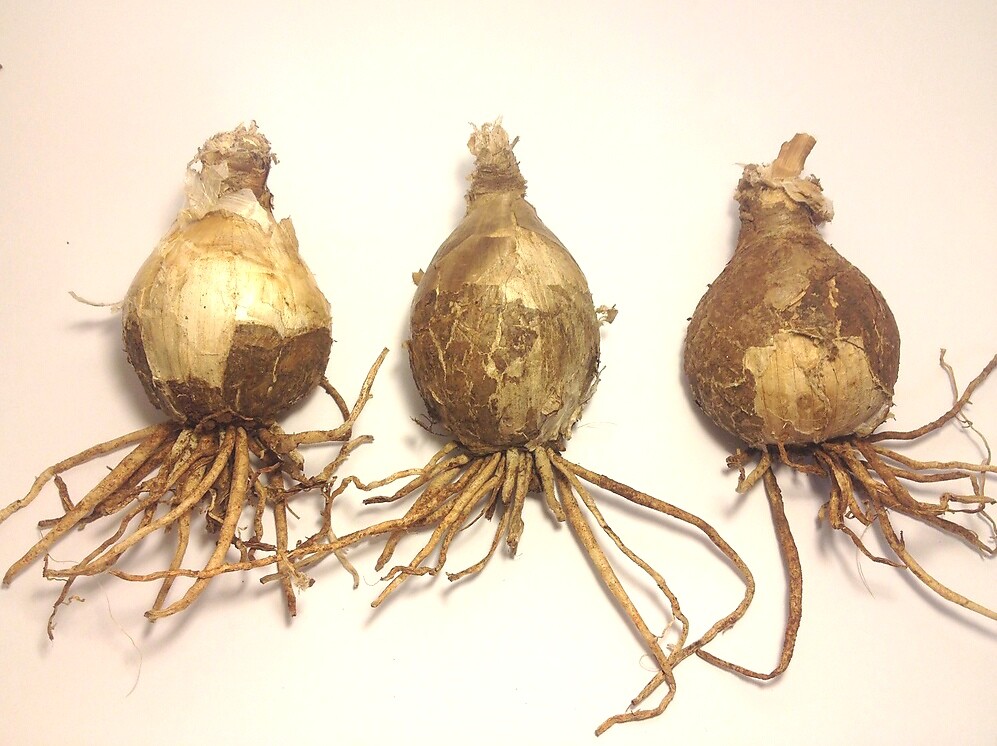 3 x Pink Amaryllis Belladonna Lily bulbs eBay