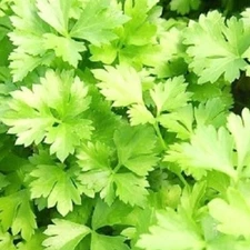 Italian Parsley Green Flat Leaf Seeds | NON-GMO Parsley | Heirloom Garden Seeds