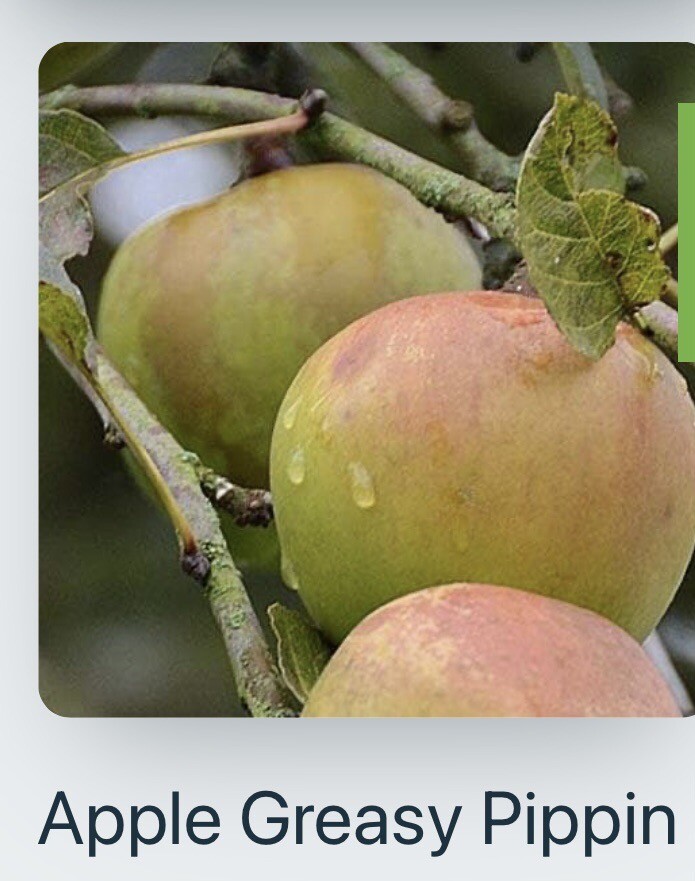 Irish Apple Scions X 5 ( Not Rooted Trees) Pre Order Del From Jan 2024 eBay