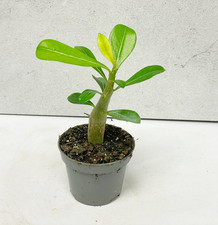 Baby Desert Rose, Adenium Obesum in 6cm pot, Mini Succulent Caudex Plant Easy-Ca