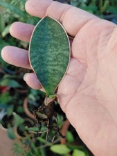 Sansevieria Dwarf Whale Fin Plants US Seller