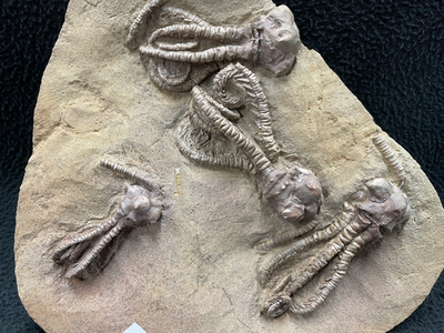 Super Fossil Crinoid Plate, Jimbacrinus bostocki, Australia | eBay