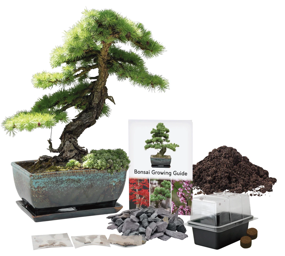 Bonsai Growing Starter Kit Liquid Amber with Pot Seed Soil Slate By