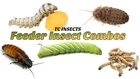 Best Live Feeder Insects  Superworms Mealworms Waxworms Hornworms Dubia Roaches