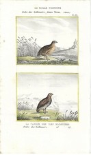 Stampa antica UCCELLI QUAGLIA COMUNE e DELLE MALVINE Buffon 1835 Antique print