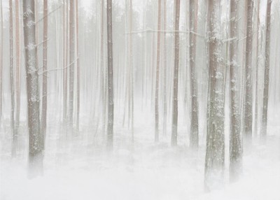Selbstklebende Tapete Winterforest in Sweden