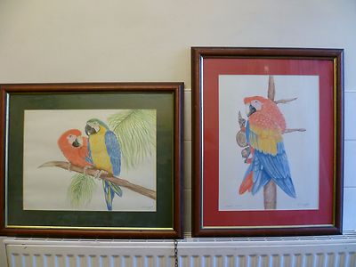 TWO VINTAGE, FRAMED DRAWINGS OF MACAWS, By D MORGAN.  TROPICAL BIRD SKETCHES