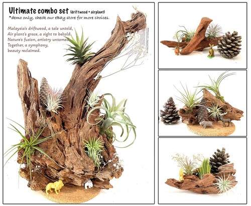 Malaysian Driftwood & Air Plant: A Perfect Fusion of Nature's Beauty, S (10~12") - Picture 5 of 5