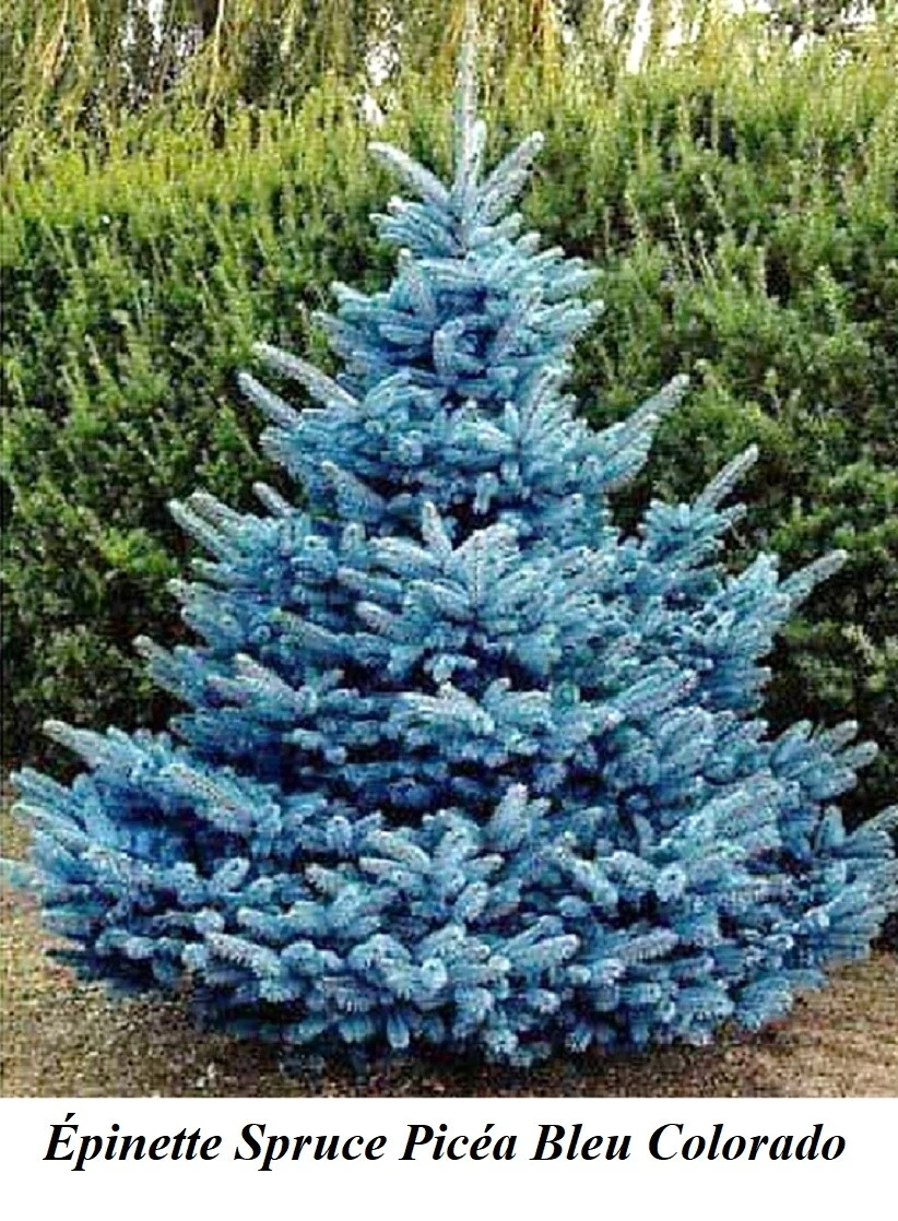 Seeds Colorado Blue Spruce Picea Pungens Glauca Christmas TREE Fast Grow  Seed +