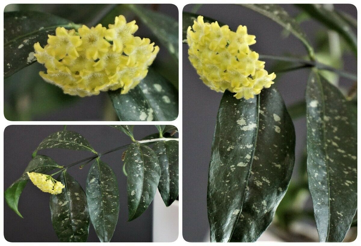 Hoya unbewurzelter Ableger/unrooted suckers Pflanze (no philodendron