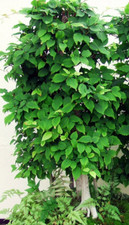 Chinese Elm Ulmus Parviflora Seeds - Seeds Suitable For Bonsai