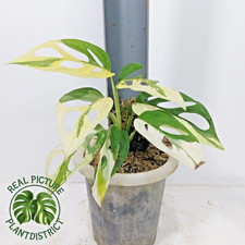 Real Photo Monstera Adansonii Japan Variegated Free Phyto 01