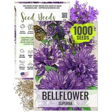 Bellflower Superba Seeds For Planting (Campanula glomerata)