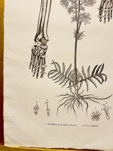 Antigua mesa de cobre 1834 flores plantas hueso músculos tatuaje boceto - Imagen 6 de 10