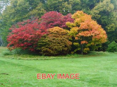 PHOTO  AUTUMN IN THE RAIN (1) BATSFORD ARBORETUM COMPARE THIS PHOTOGRAPH TAKEN I