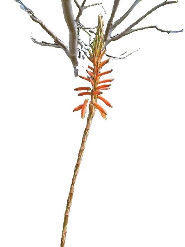 AGROBITS 100pcs / Lot Cactus Rebutia Variety Mix Di Fioritura Esotica - Foto 2