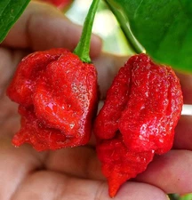 20 - Pepper Seeds – 2025 Super-Hot Chile – Trinidad - Scorpion Red Moruga – B 85