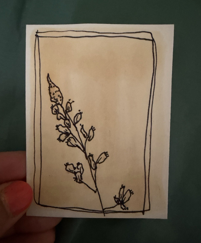 ACEO Flowers & Plants Anthotype Drawing, Botanical Floral Flower Border