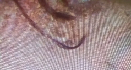 2024-P Lincoln Shield Cent — photo from another recent sale