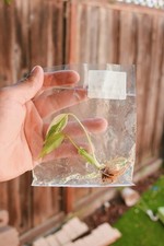 Monstera Albo Borsigiana Variegated - Monstera - TC Plantlet