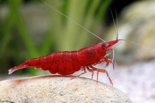 Crevettes  Red Cherry