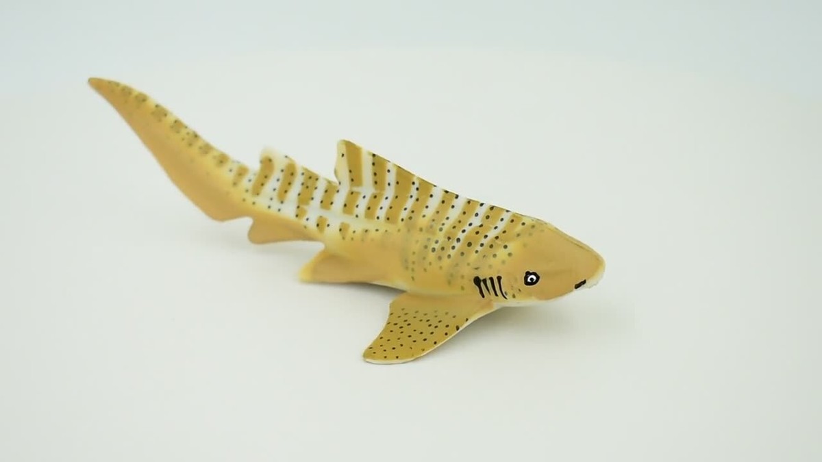 LIZE産　大白鯊　2枚目の子株販売 Zebra Shark, Realistic Toy Figure, Model, Replica, Kids, 3 1/2