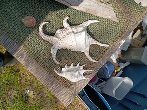 Giant Spider Conch Seashell XL Lambis Truncata (1 shell approx. 8+ inches)