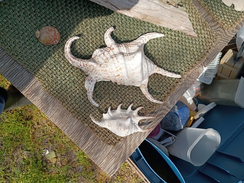 Giant Spider Conch Seashell XL Lambis Truncata (1 shell approx. 8+ inches)