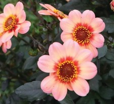 1 "Happy First Love" Single Flowered Dahlia - Large Tuber - US Seller