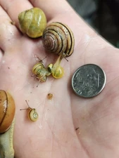 4 Baby Grove Land Snails Cepaea Nemoralis Fast Free 2 Day Ship 