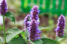 250 ANISE HYSSOP SEEDS | SALE FREE SHIPPING NON GMO HEIRLOOM