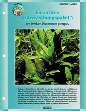 La felce di Java Microsorum pteropus / scheda informativa per acquario