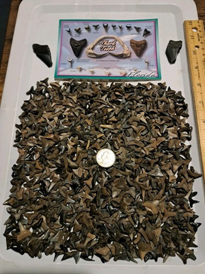 #ad 1000 AB Grade Full med lg Fossil Shark Teeth Lot Peace River FL plus meg frags $149.95