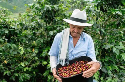 2 Pfund 5 Pfund 10 Pfund KOLUMBIA SUPREMO FRISCH GERÖSTETE KOLUMBIANISCHE KAFFEEBOHNEN - ARABICA - Bild 10 von 57