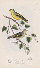 Tarin Citrin Oiseaux Ornithologie Lithographie Dubois 1868