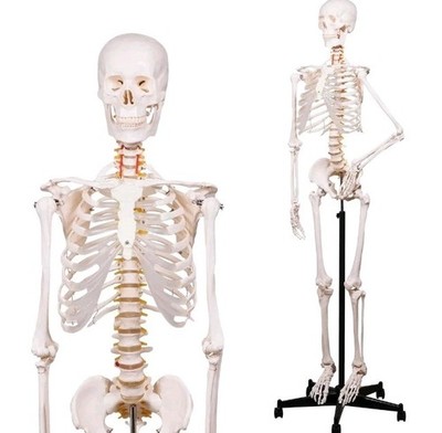 Human Skeleton Model for Anatomy -Life Size Anatomical Skeleton Medical Model wi