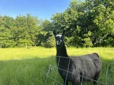 Garden Magic,Organic Llama Beans,Fertilizer, Manure,Soil,Plant,Natural,Topsoil