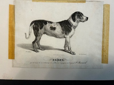 Antique Saint Bernard Of Barry