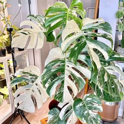 Variegated Monstera Deliciosa Constellation Thai Live Plant 6 to 8 inch  Tall | eBay