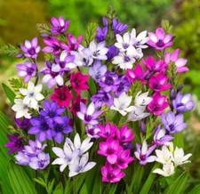 PICK & MIX Premium SUMMER BULBS IXIA Sparaxis TIGRIDIA Freesia BABIANA BEE LOVE