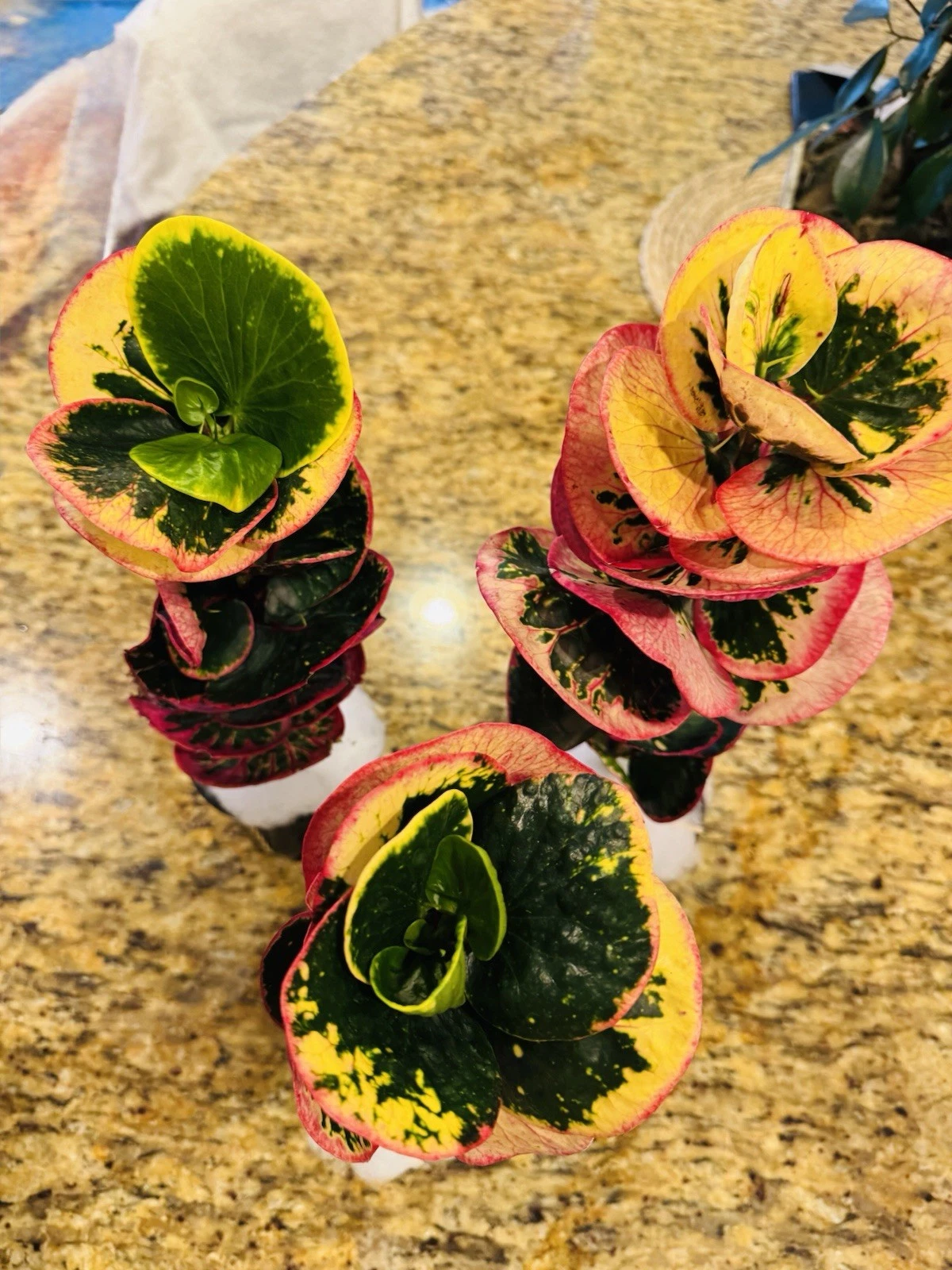 Crotons rose plant 1 Feet Tall