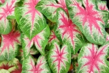 10 Kathleen Caladium Bulbs for Planting - Perennial Hosta, Elephant Ears