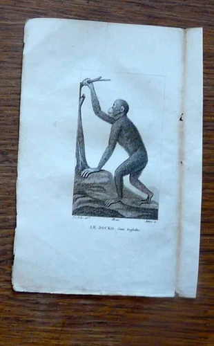 19th century animal engraving - the jocko (orangutan) 1825
