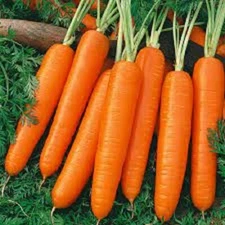 Premium Scarlet Nantes Carrot - Fresh Organic, Heirloom Seed - Most Popular Ever