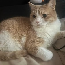 iPhone 5s 32GB Payment Link