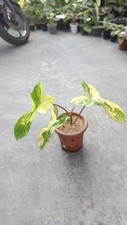Imagen Real Philodendron Florida Beauty x Paraiso Verde Variegado