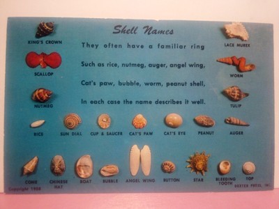 Shell Names seashells 1958 unp | eBay